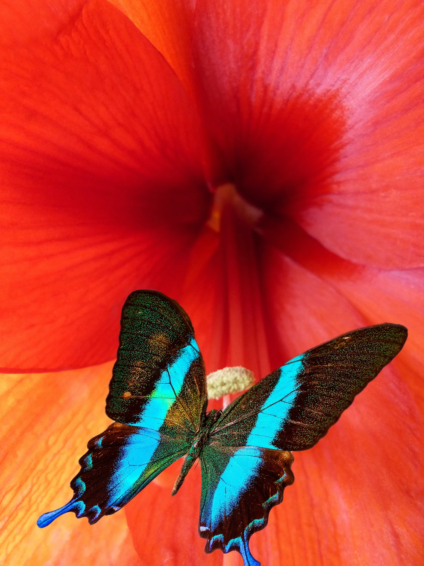 Butterfly over a flower